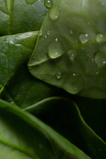 Fresh spinach leaves washed for detox drink