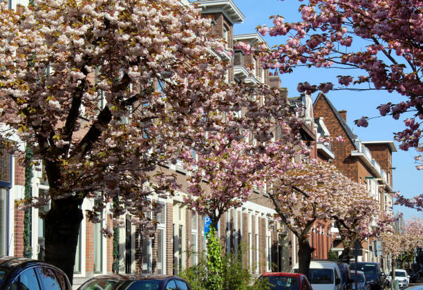 istock Street in Holland 1318795983
