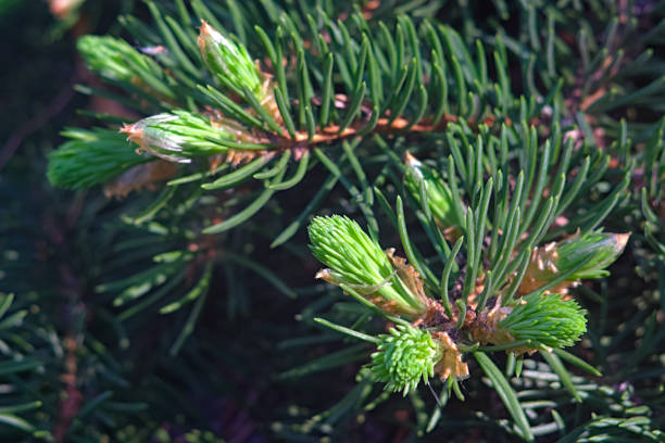 istock Furry green spruce twigs in late spring 1318797620