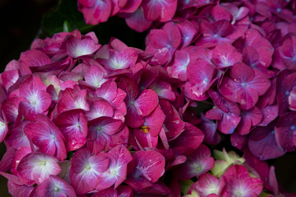 purple hydrangea flower hydrangea macrophylla in a garden - hydrangea gardening blue ornamental garden imagens e fotografias de stock