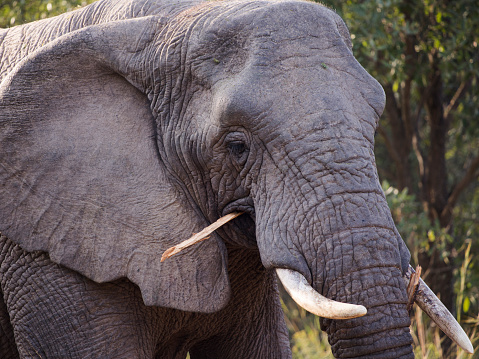 African elephant grazing in the forest chewing on a branch close up of her head