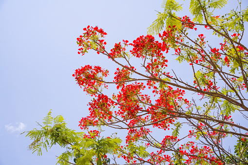 Poinciana or Delonix regia on blue sky the forest summer naturel background.