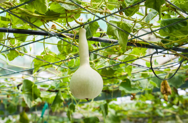 istock green bottle gourd in the garden 1318801807