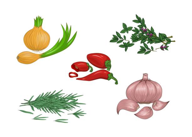 ilustrações, clipart, desenhos animados e ícones de condimentos e especiarias. pôr. - chive onion spring onion garlic