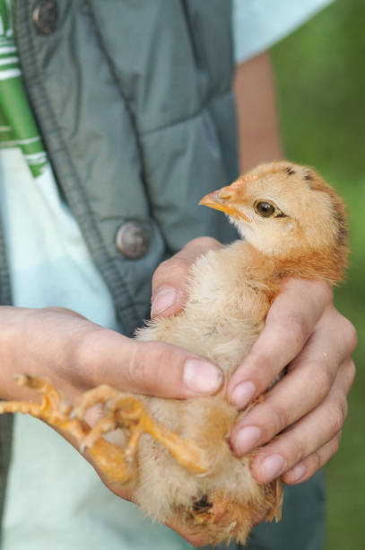 istock The boy is holding a chicken with curiosity 1318803618