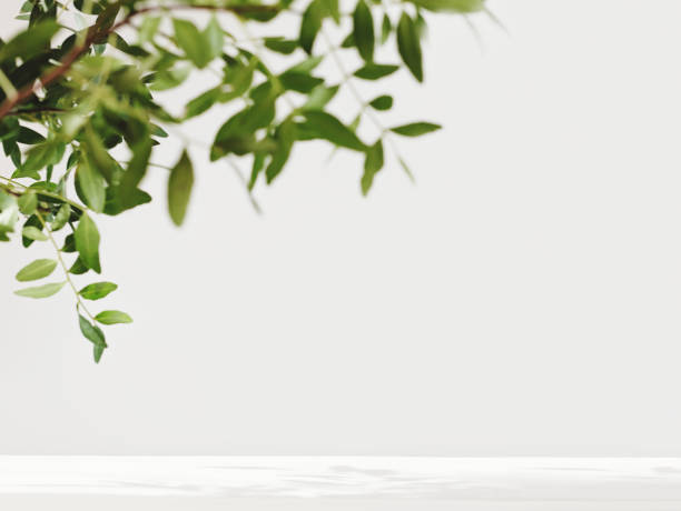 istock green leaves and branches mock up. white table with copy space for product placement. natural and eco concept. eucaliptus leaves 1318803659