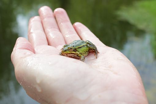 Young green frog with big clear eyes on a palm of hand close up, blur pond water in background