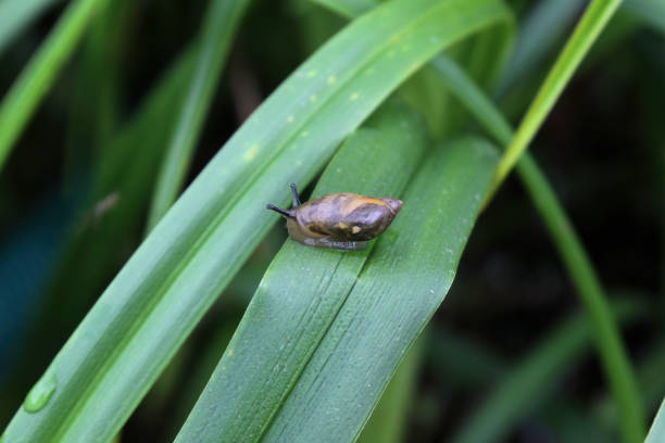istock Little snail baby with antennas 1318804542