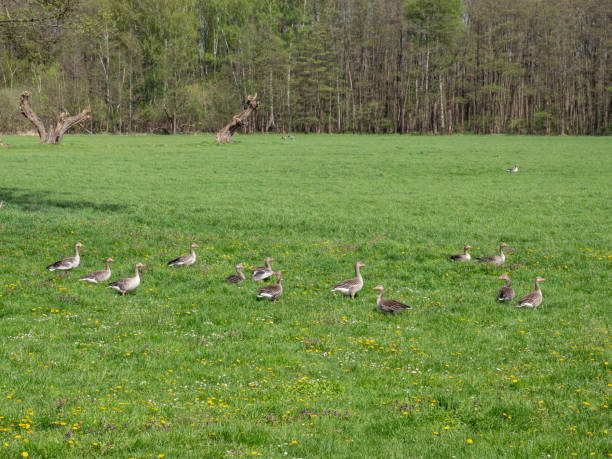 istock many greylag geese on a meadow 1318804741