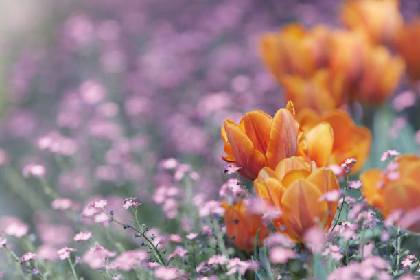 Close up of tulips. Selective and soft focus.