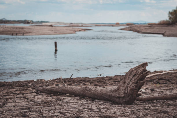 dried up log lying on the shore of the river