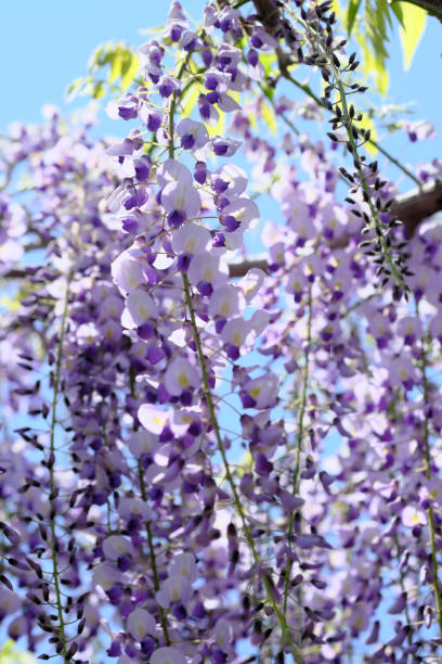 istock Clear sky and wisteria flower scenery 1318805461