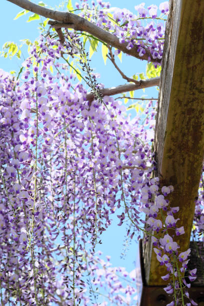 istock Clear sky and wisteria flower scenery 1318805492