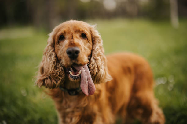 istock Cocker spaniel walking in city park 1318805610