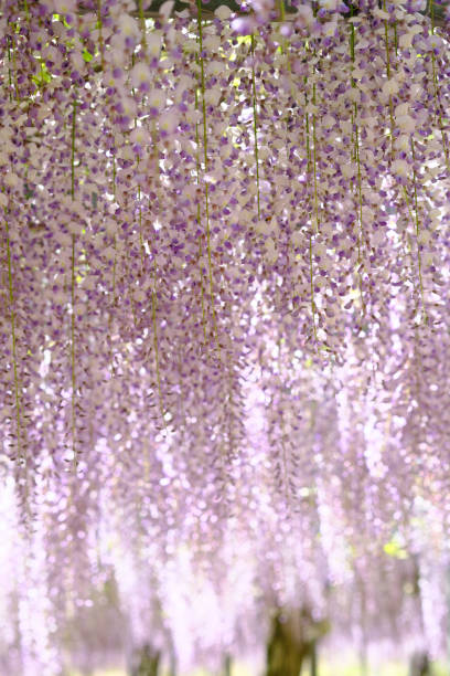 istock Clear sky and wisteria flower scenery 1318805650