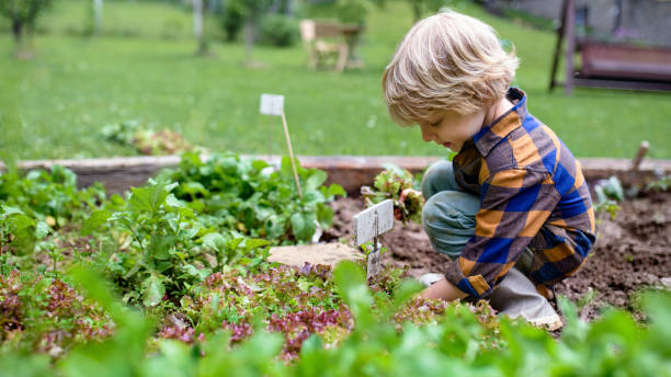 istock Small boy working in vegetable garden, sustainable lifestyle. 1318806992