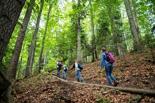 Family hiking in the forest. They are climbing up the trail.
Polish mountains Gorce.
Nikon D850