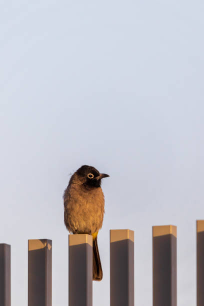 istock White-spectacled bulbul at sunrise on fence 1318807062