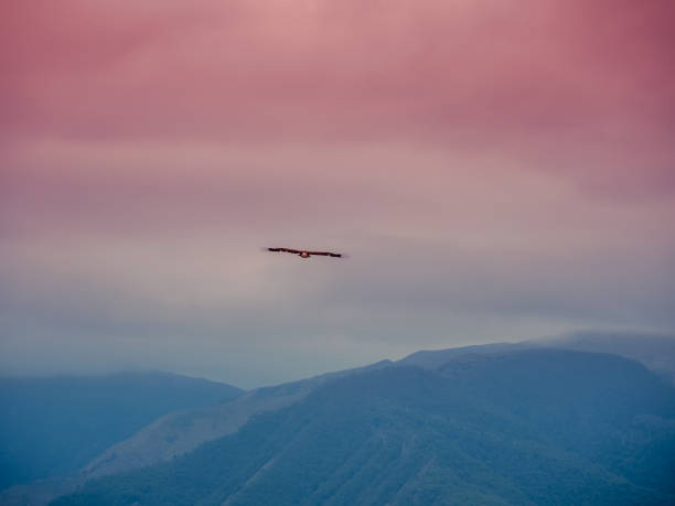 istock Blurred background, soft focus. Lonely eagle flying on the sky over the mountains 1318807068