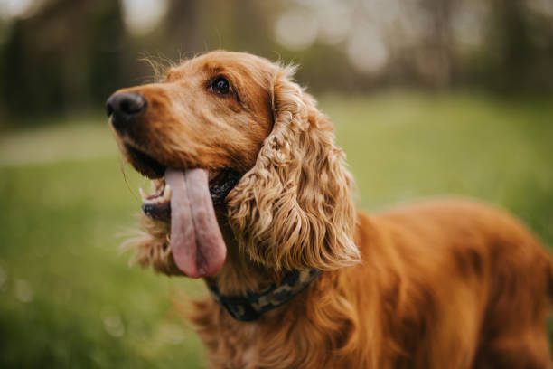 istock Cocker spaniel walking in city park 1318807528