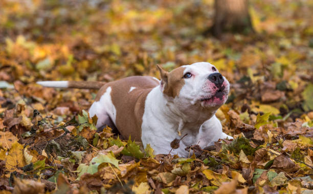 istock American Bulldog is Lying on the Ground. 1318807580