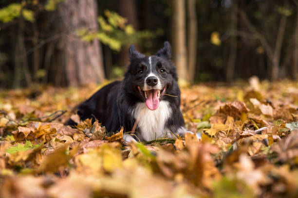 istock Border Collie is Lying on the Ground and Playing. Open Mouth. 1318808258