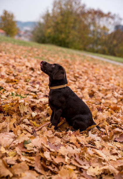 istock Chocolate Labrador Retriever Playing with Autumn Leaves in Park 1318808445