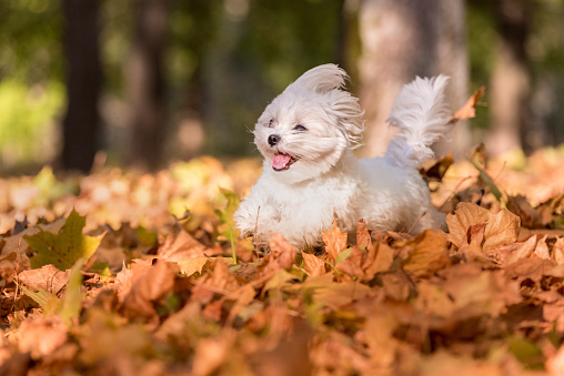 feliz perro maltés está corriendo en el terreno de hojas de otoño. photo