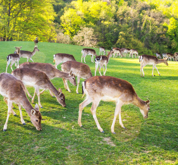 istock Closeup of deer on the green field. 1318809059