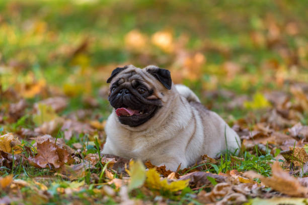 istock Pug Dog is Lying on the Ground. 1318809233