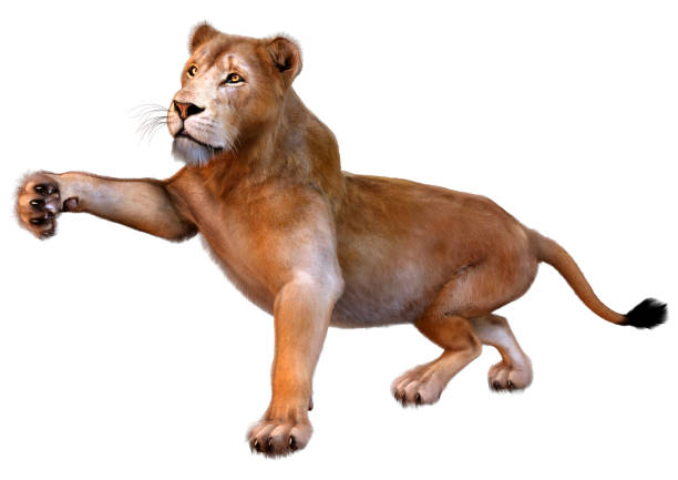3D rendering of a female lion isolated on white background