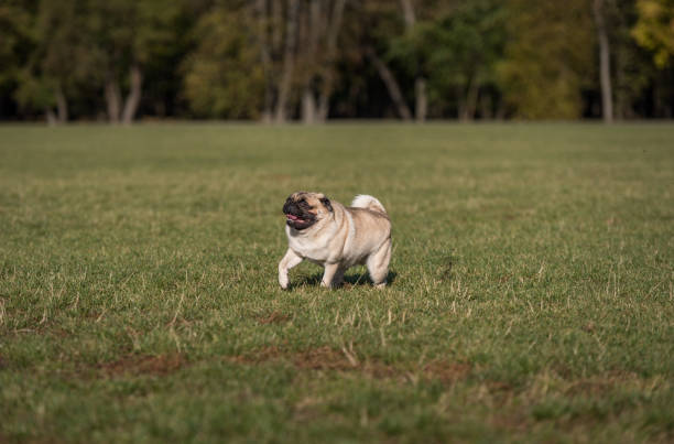 istock Happy Pug Dog Running on the Grass. Mouth Open. 1318809883