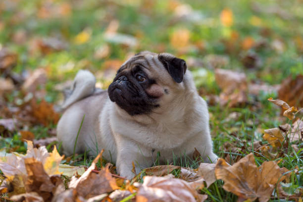 istock Pug Dog is Lying on the Ground. 1318809938