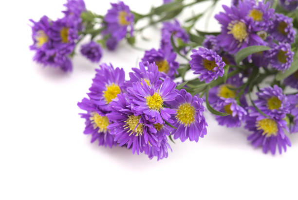 istock Small purple aster flower inflorescence  isolated on white background 1318811991