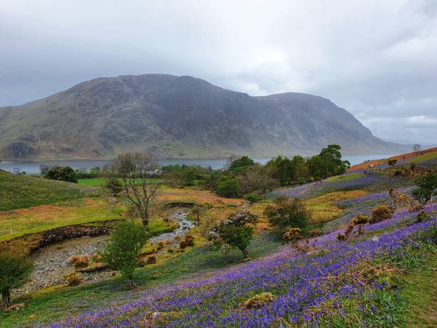 istock Rannerdale knotts and its bluebells 1318812157