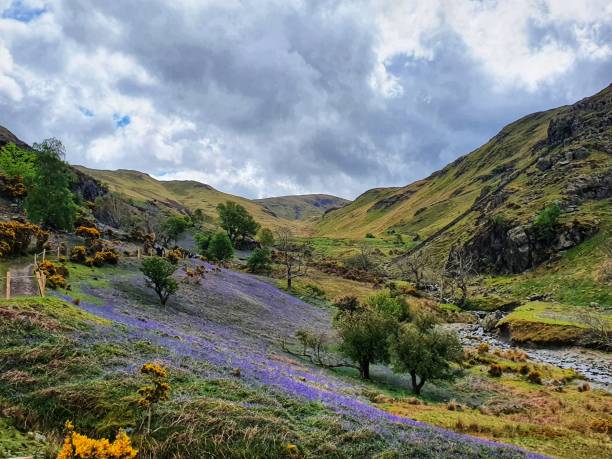 istock Rannerdale knotts and its bluebells 1318812263