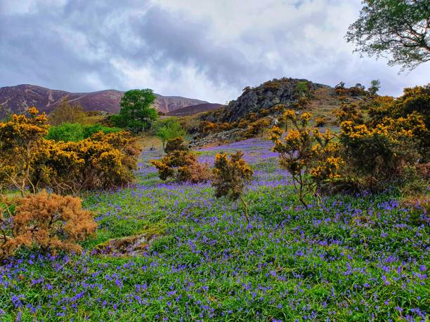istock Rannerdale knotts and its bluebells 1318812655