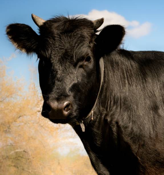 istock Black young bull, animal head. 1318816381