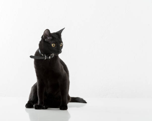 istock Black Bombay Cat Sitting on the White Background 1318817189