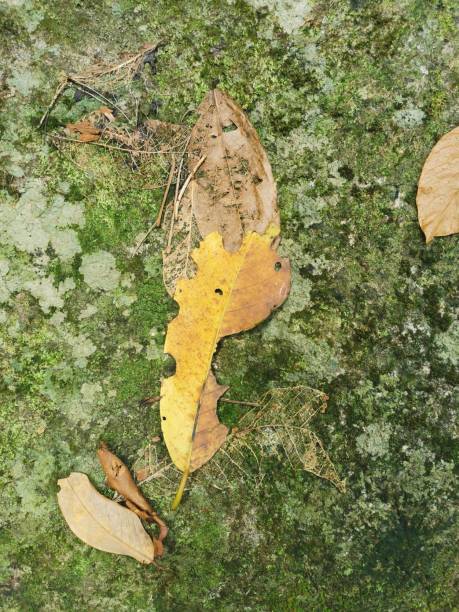 istock Natural Green And Yellow Background 1318819023