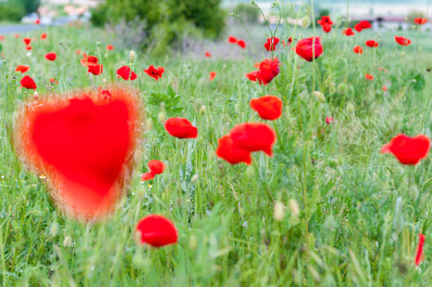 istock Poppies Field. Blooming. Beautiful Nature 1318819093