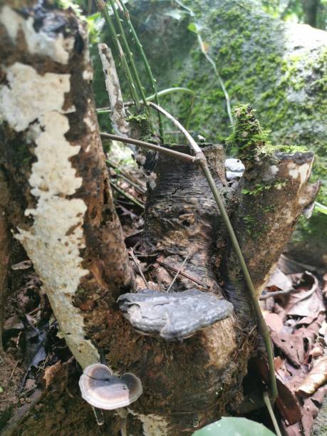 funghi su albero morto - fungus moss log magic mushroom foto e immagini stock