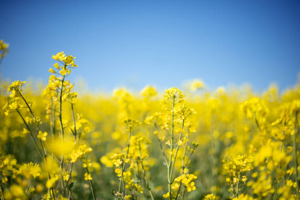 rapsfeld gegen blauen himmel - pollen grain stock-fotos und bilder