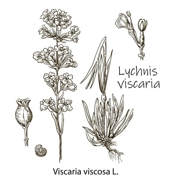 Vector illustration of Lychnis viscaria, or clammy campion, medicinal plant. Hand drawn botanical illustration