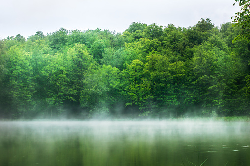 a lake in a green forest and steam above it