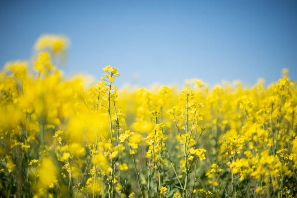 istock Rapeseed field against blue sky 1318819883