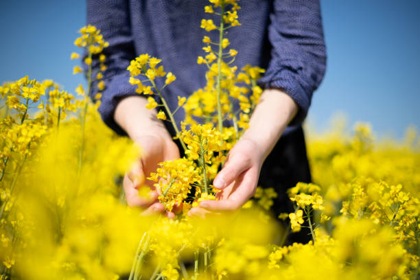 istock Human hands holding rapeseed in field 1318820744