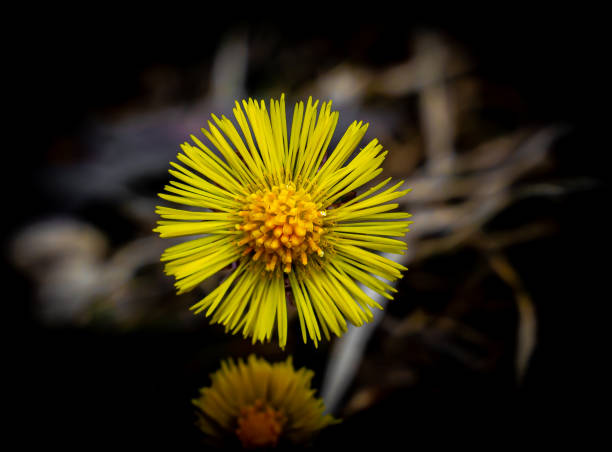 gelbe coltsfoot blume in voller blüte. nahaufnahmebild. - wildflower spring close up daisy stock-fotos und bilder