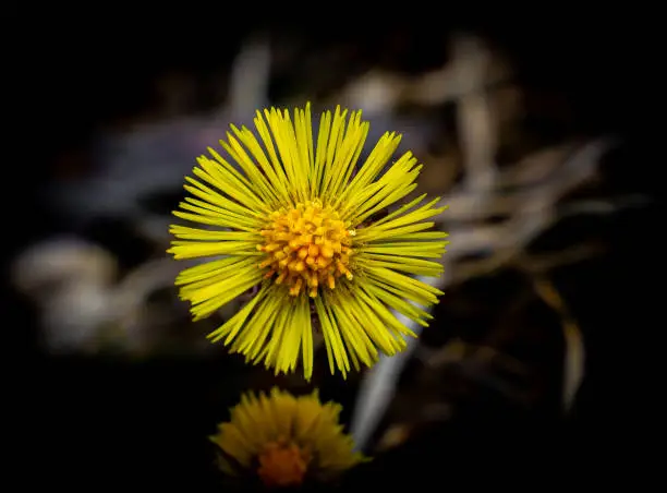 Yellow Coltsfoot flower in full bloom. Close up image.