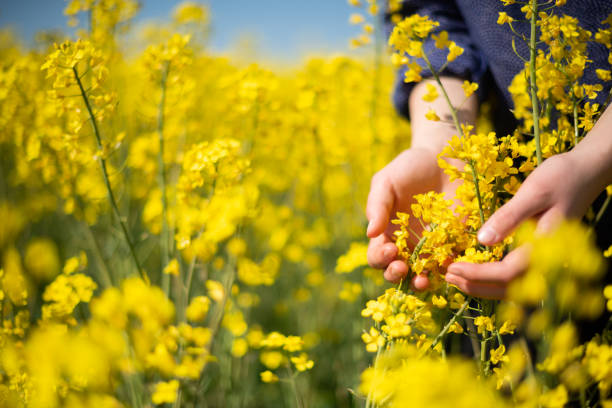Human hands holding rapeseed in field stock photo